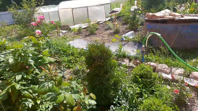 Сад в июне 2021 года смотреть онлайн