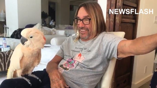 Iggy Pop's Head-Banging Cockatoo Rocks To UK Band смотреть онлайн