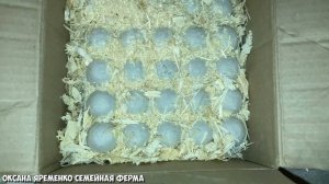 ИНКУБАЦИЯ ПЕРЕПЕЛИНОГО ЯЙЦА / Таблица / Мой помощник грузовик ?