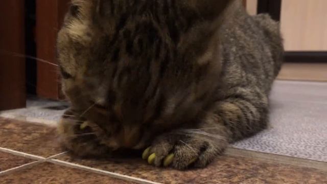 Антицарапки кошка пытается отгрызть колпачки для когтей смотреть онлайн