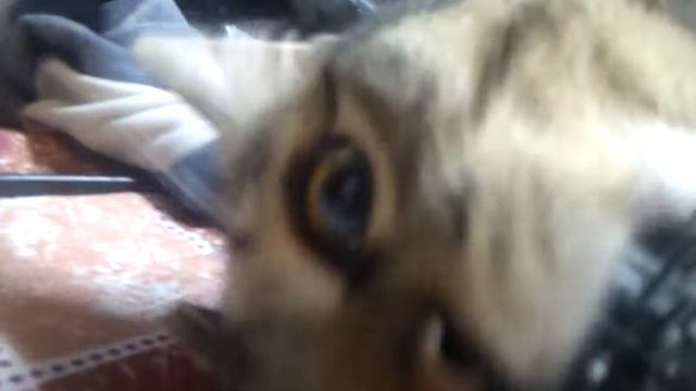 животное Кот смотреть онлайн