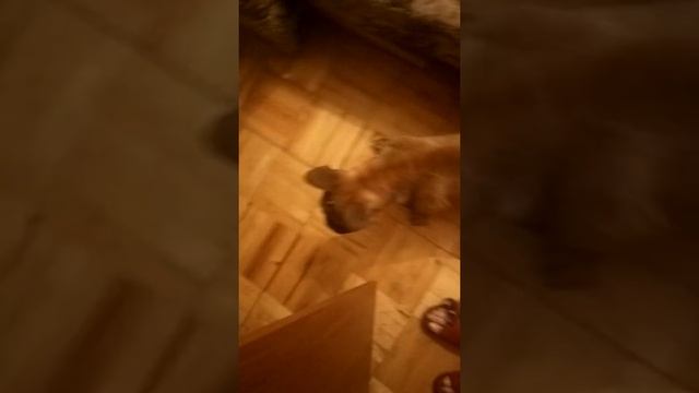 Грей злой!!!! Очень злой французский бульдог! смотреть онлайн