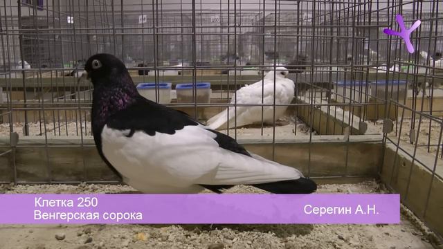 Выставка голубей в Воронеже/Pigeons Show at Voronezh (Russia) 2013.11.23-24 Часть/Part 4 из/of 4 смотреть онлайн