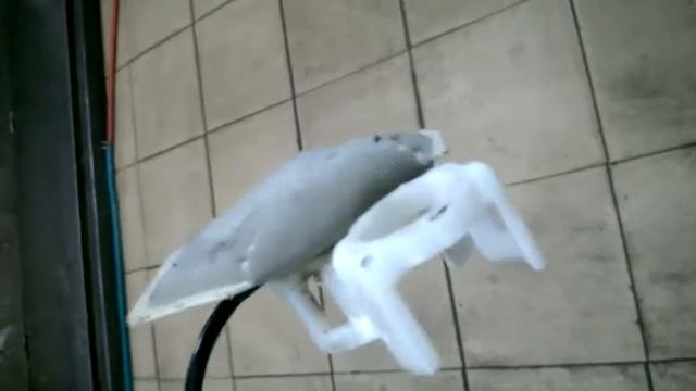 Сетка топливного насоса смотреть онлайн
