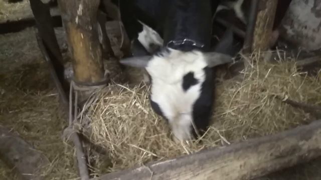 Много сыворотки, а телята не пьют. смотреть онлайн