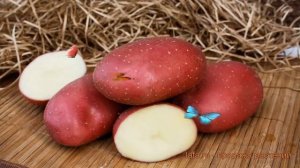 Картофель семенной Маяк (potato seed mayak) ? обзор: как сажать, семенной картофель картофеля Маяк