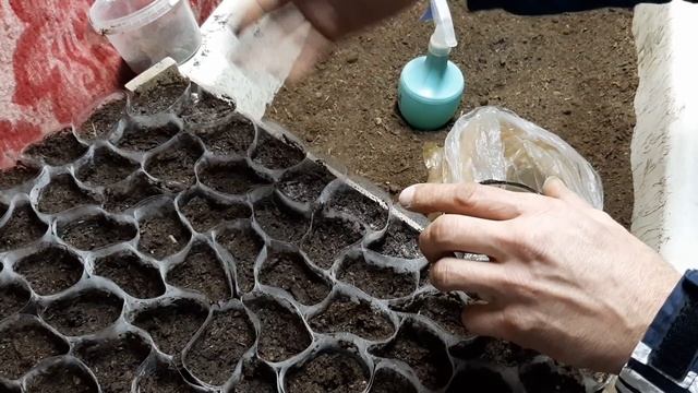 Как вырастить ПОРТУЛАК из Семян как и когда сеять семенами на рассаду