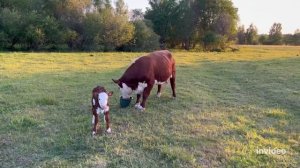 ОХ уж эти герефордские отелы! #герефорд #корова #отел #животные #ферма #фермер  #хозяйство #кфх #кр