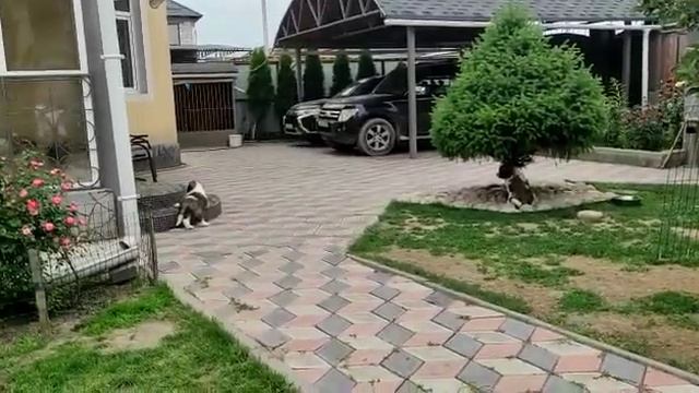 Игра щенков болгарской овчарки со щенками шпица 01.06.2022г... смотреть онлайн