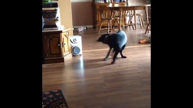 Gotta catch my tail!!! смотреть онлайн