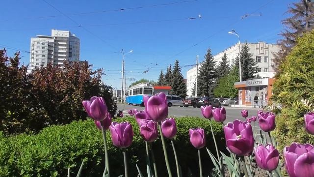 FHD. Весна. Тюльпаны и трамвай Be 4/6 Mirage №333 на улице Пирогова. Винница. Эпизод 114 смотреть онлайн