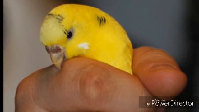 Как отучить попугая кусаться смотреть онлайн