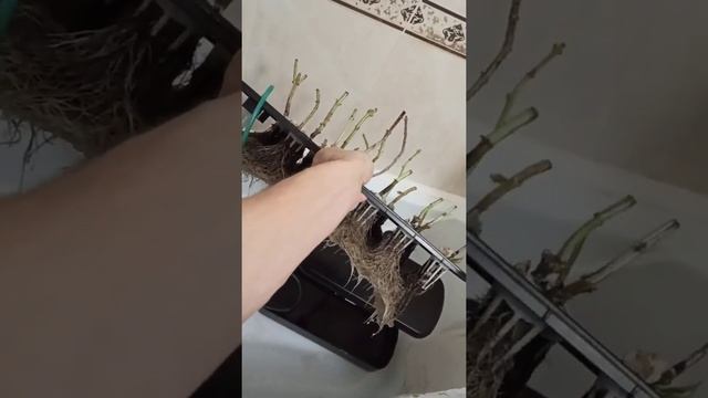 Техническое обслуживание гидропонной установки(сад на окне). смотреть онлайн