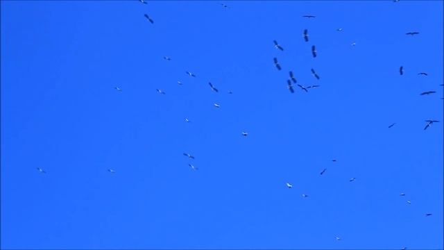 Стая аистов над Хайфой. Огромное количество аистов летят на зимовку смотреть онлайн