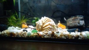 Анциструсы и морковь