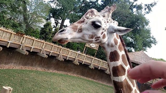 Fort Worth Zoo. смотреть онлайн