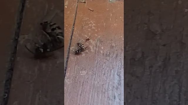 маленький паук убивает осу смотреть онлайн