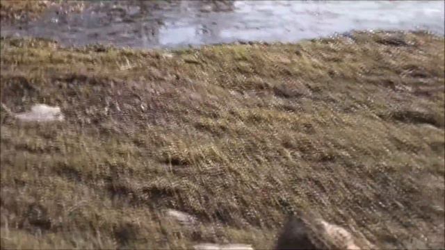 Весна.    ДЕНЬ  Первый!   Пора  просыпаться!   Поздравление!   ДЕРЕВНЯ.