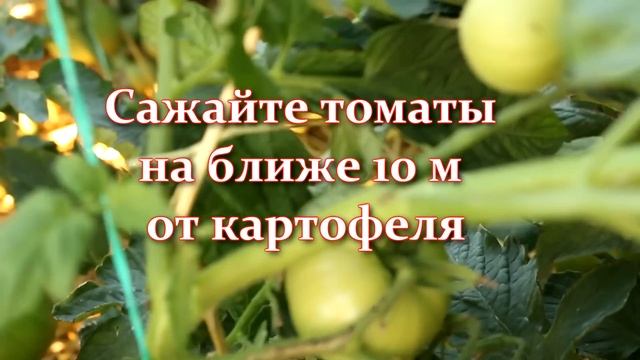 Сделайте это пока еще не поздно! Фитофтороз томатов: что делать, как избавиться народными средствам смотреть онлайн