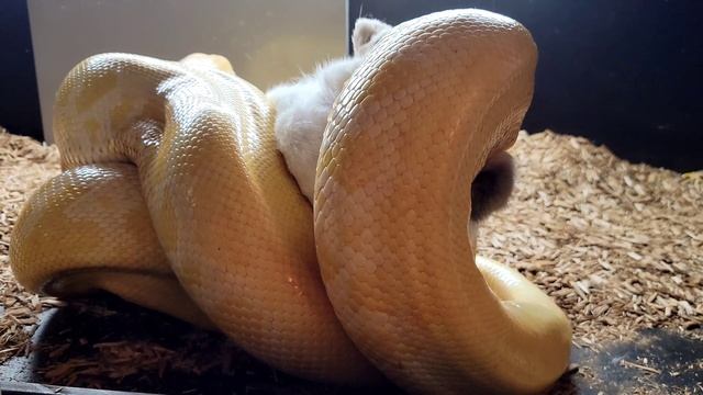 Strong Rabbit Breaks Free multiple times From Giant Burmese Python! Live Feeding Documentary смотреть онлайн