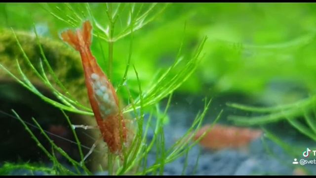 Видели икру креветки? смотреть онлайн