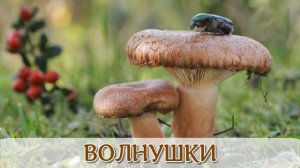 Узнаём грибы с детьми 3-6-9-12 лет. Съедобные и ядовитые грибы.