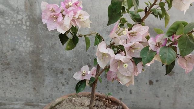 বোগেনভেলিয়া গাছে ফুল আনার পদ্ধতি...bougainvillea flowering tips in bengali (lady Bird) смотреть онлайн