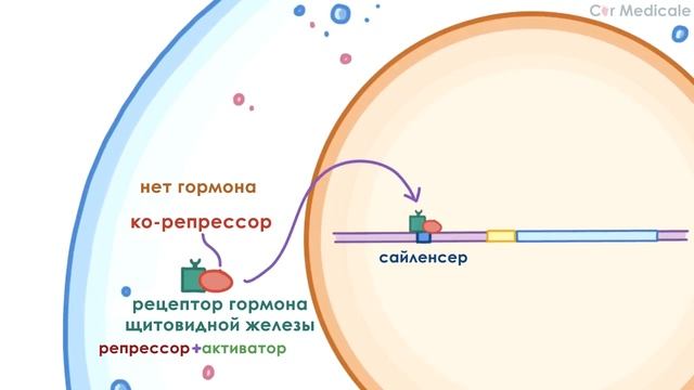 Регуляция экспрессии генов смотреть онлайн