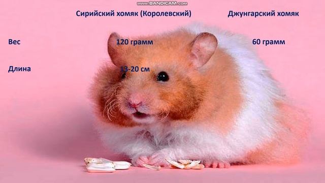 ХОМА DJEK. Сирийский хомяк VS Джунгарский хомяк смотреть онлайн