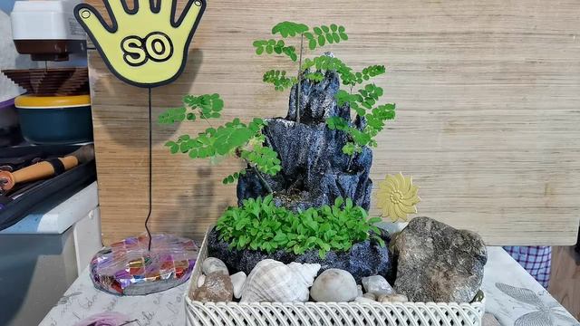 2.Бонсай из Акаций на скале обрезка часть 2