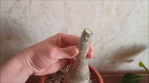 Как привить Адениум.Самая простая прививка.