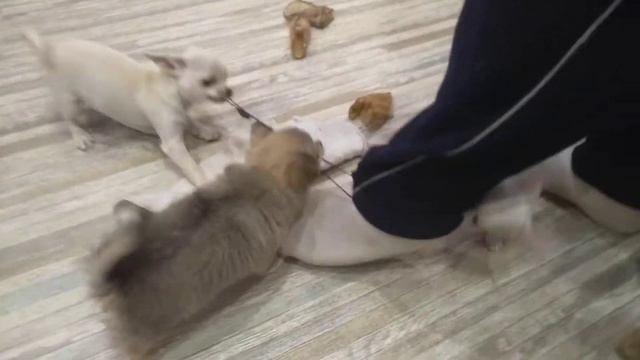 чихуахуа щенки хулиганят СИМФЕРОПОЛЬ Кастропуло Крым продам щенков