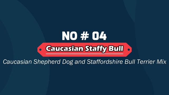 07 Amazing Staffordshire Bull Terrier Cross Breeds Dogs | Staffordshire Bull Terrier Mixes смотреть онлайн