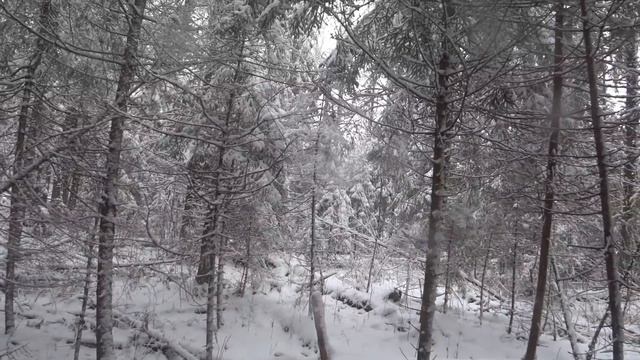 Охота с гончей на зайца беляка.Время глухоты в лесу. смотреть онлайн