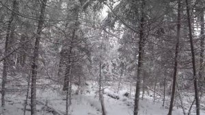 Охота с гончей на зайца беляка.Время глухоты в лесу.