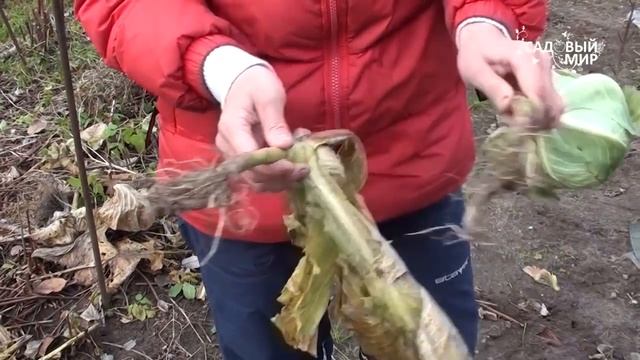 Болезни капусты.Кила капусты и слизистый бактериоз. Сайт 