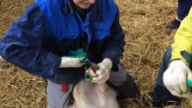 Обрезка Копыт У Коз смотреть онлайн