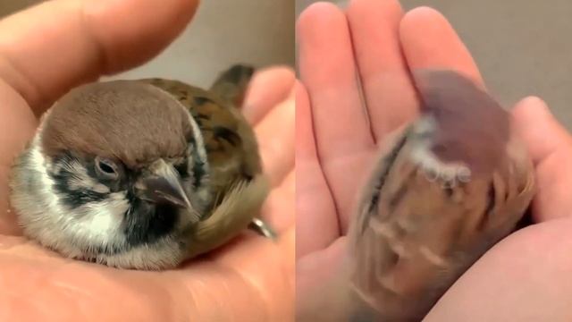 Kemana Burung Pipit Pergi ? смотреть онлайн
