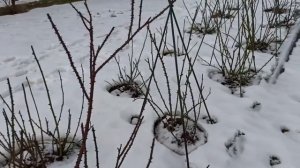 Почему я не укрываю розы в Подмосковье.