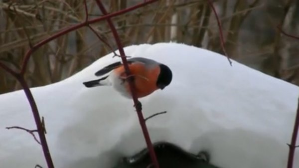 Птицы зимнего леса