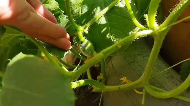 Do-it-yourself ampel strawberry from seeds ? Ампельная клубника от семян до ягод смотреть онлайн