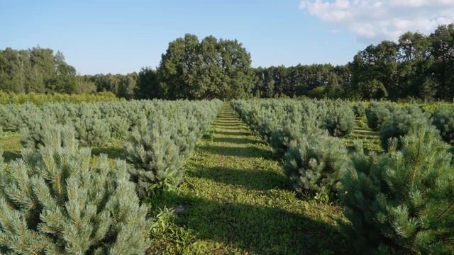 ЯРУС хвойные смотреть онлайн