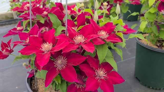 Clematis Jie™ // "Knock Your Socks Off" Color On A Compact, Free Flowering, Easy To Grow Vine ????✔ смотреть онлайн