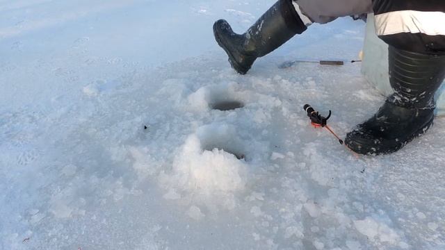 Зимняя рыбалка. Подледная ловля. Улов нас порадовал!!! смотреть онлайн
