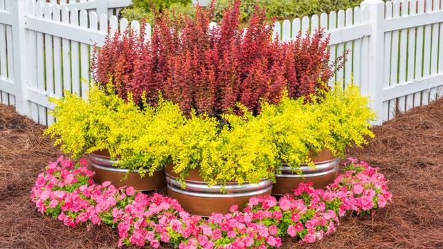 ‘Sunshine’ Ligustrum from Southern Living is the Perfect Plant for Sun Gardens with Year Round Colo смотреть онлайн