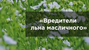 Вредители льна масличного