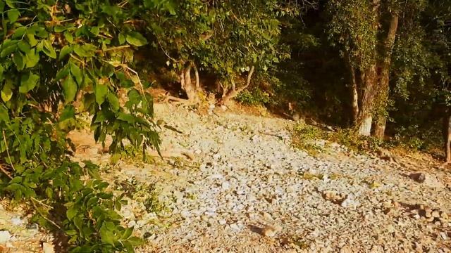 ВОЛЖСКИЕ РОДНИКИ России. Самарская Лука. Студеный овраг. Волга. Природа Самары август 2020 смотреть онлайн