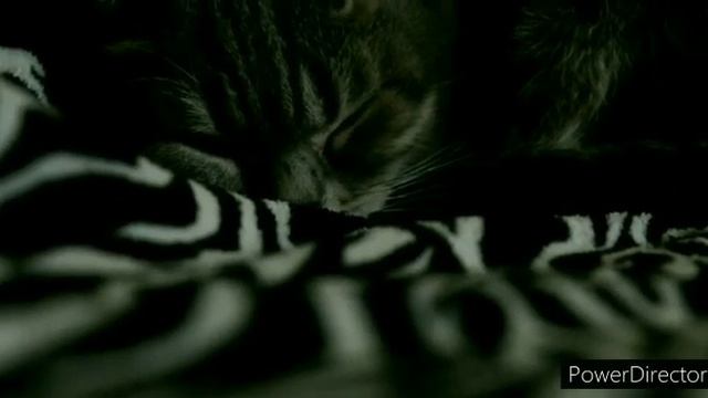 Страшный сон кошки Мейси ??? смотреть онлайн