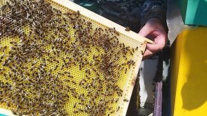 Исправление семьи трутовки за 3 дня