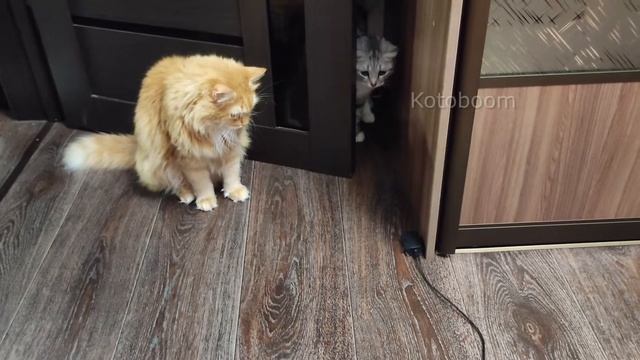 Странная жужжалка для кошек, кошки в восторге от нее смотреть онлайн